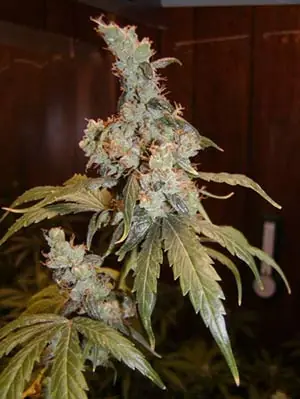 Las 10 variedades de marihuanas más exóticas Las 10 variedades de marihuanas más exóticas