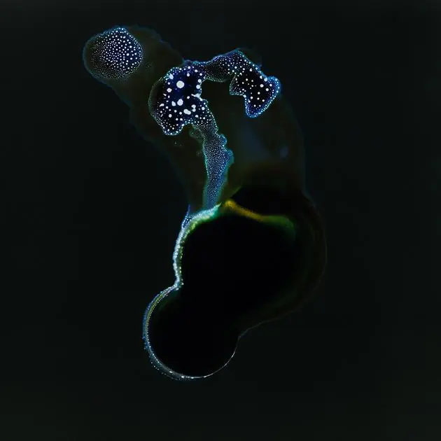 fotografia microscopica