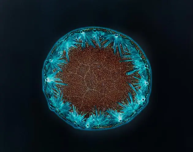 microscopio