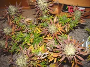 plantas plantas