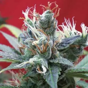 cannabis cannabis