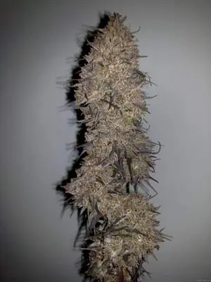Las 10 variedades de marihuanas más exóticas Las 10 variedades de marihuanas más exóticas