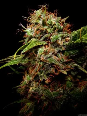 cannabis cannabis