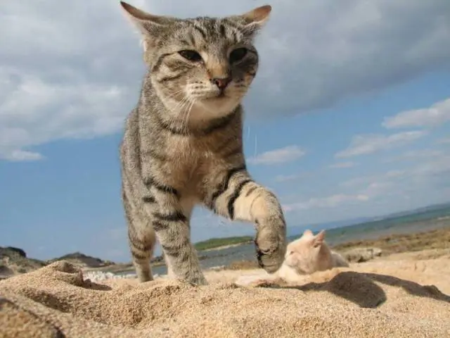 imagenes para animar la tarde