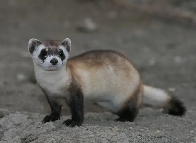 especies extintas especies extintas