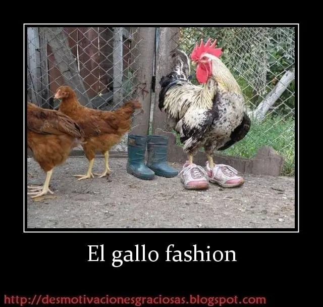 ocio