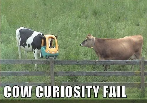 Gifs