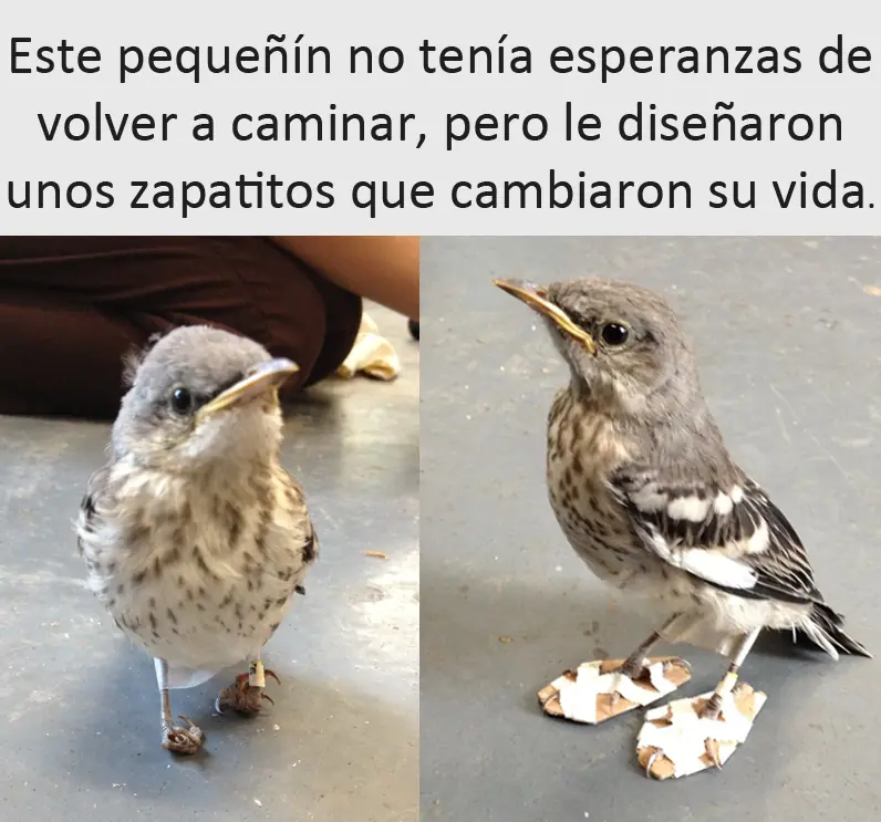 graciosas