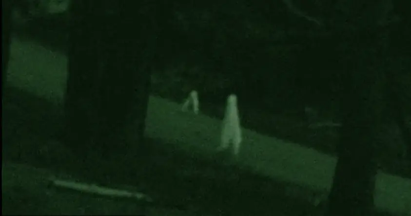 NightCrawlers: criaturas q recorren los bosques d California