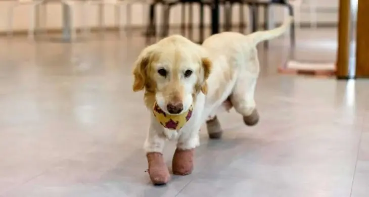 perrita pierde las