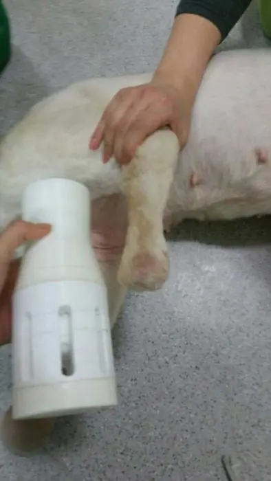Esta perrita perdió sus 4 patas de una forma horrible…