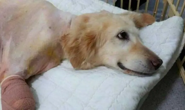 perrita pierde las