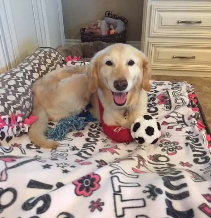 Esta perrita perdió sus 4 patas de una forma horrible…