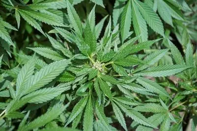 Se viene la legalización marihuana medicinal