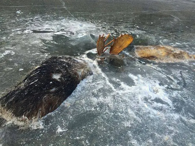 Impactante fotografía de dos alces que murieron congelados