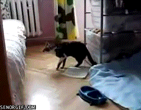 Imagenes - Gifs animados graciosos - Fail !