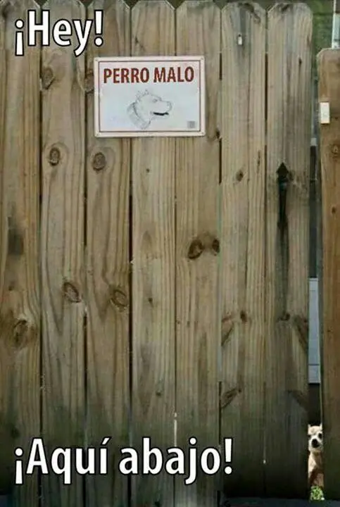 imagenes graciosas