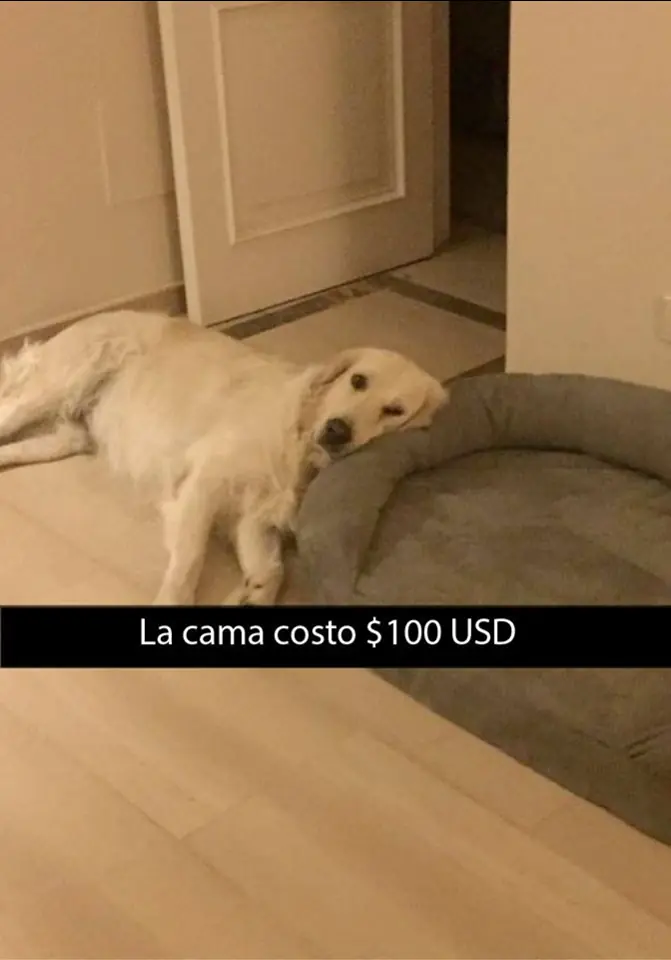 graciosos