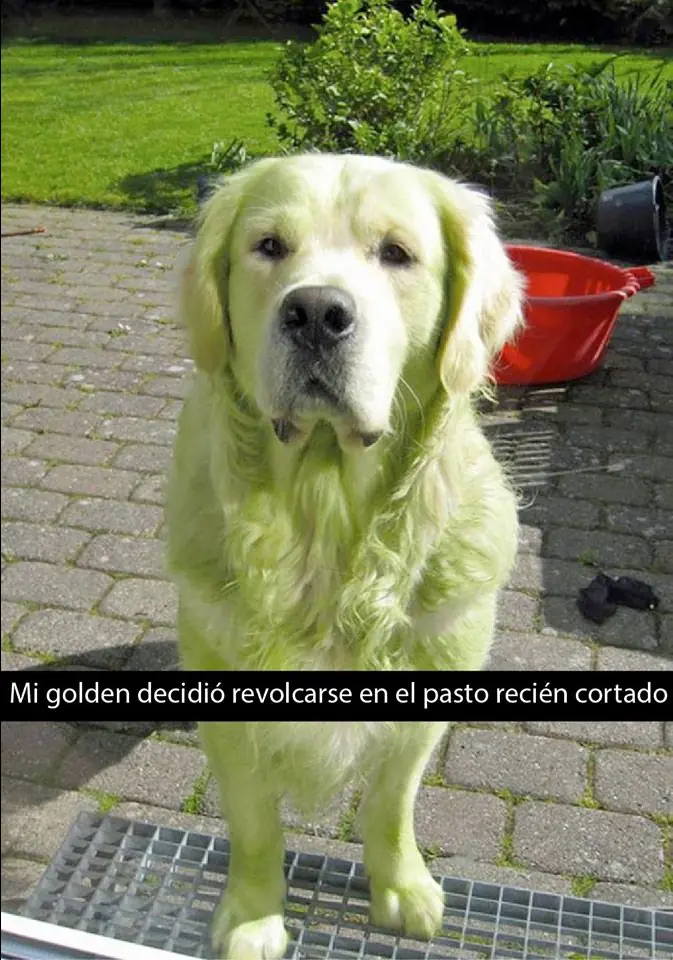 ¿Aburrido? mira estos graciosos Snapchat Perrunos