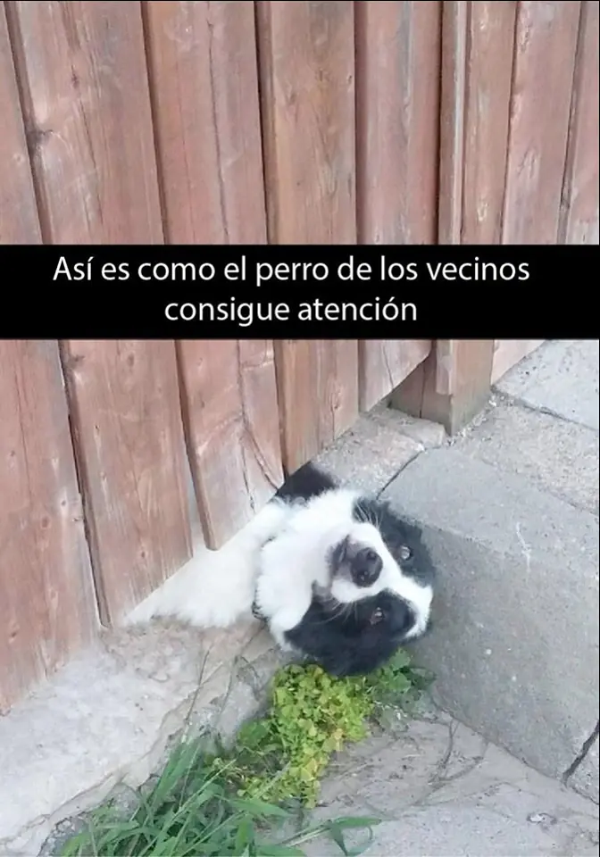 perritos