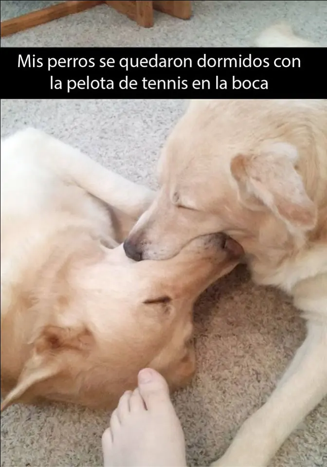¿Aburrido? mira estos graciosos Snapchat Perrunos