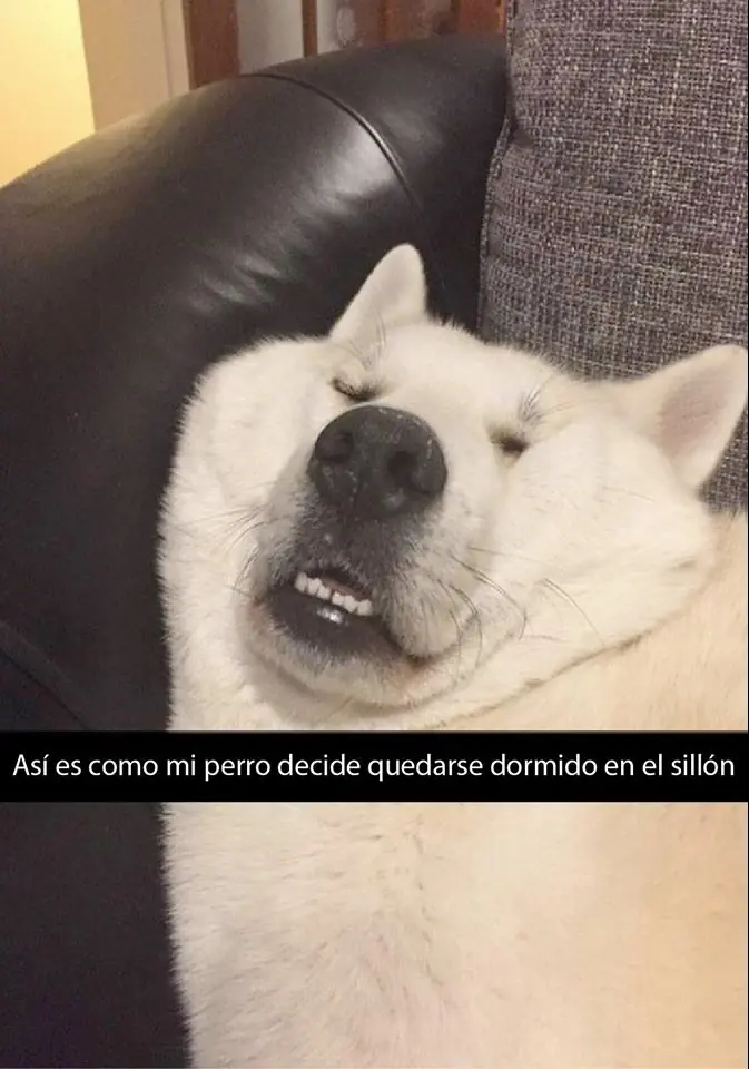 perritos