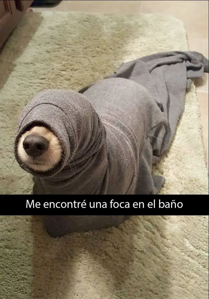mascotas