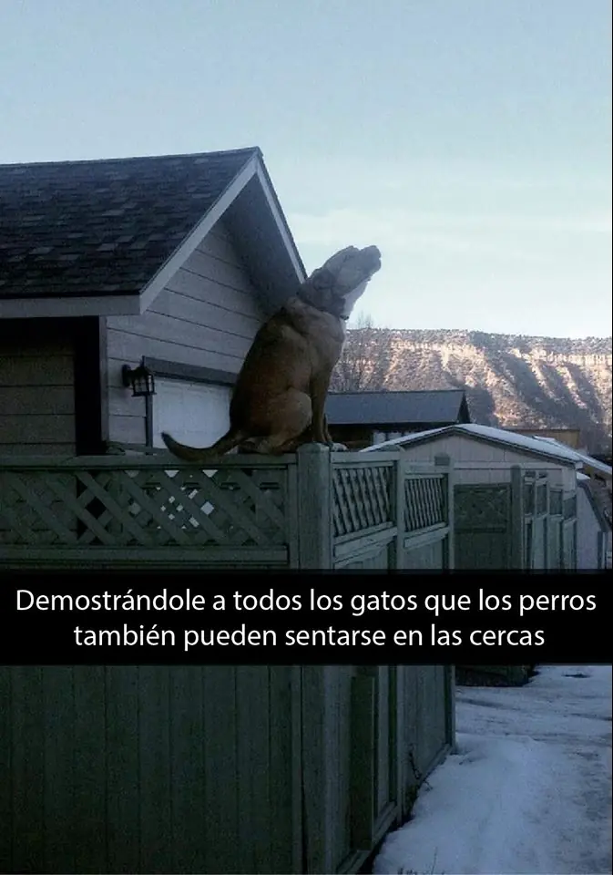 graciosos