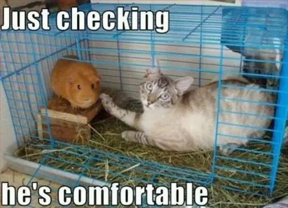 funny