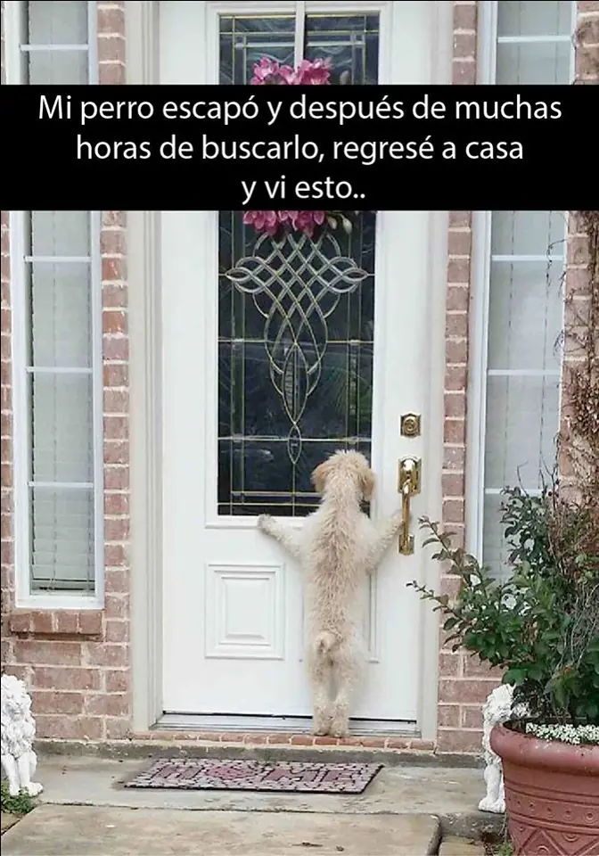 mascotas