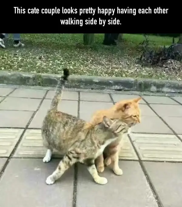 Hagamos Top al Gato cornudo, Amigo le guampeo la Jermu