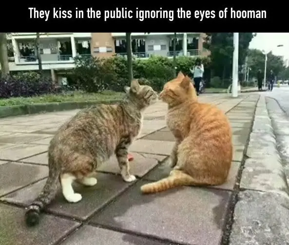 gato