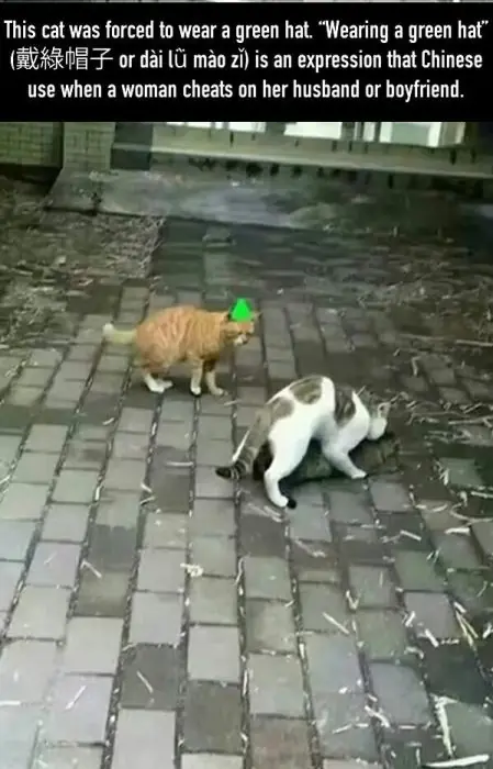 gato