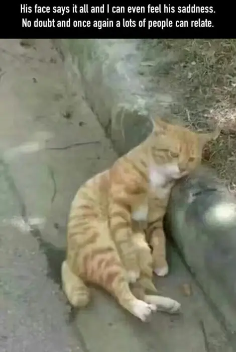 soy el gato al que le comieron la jermu