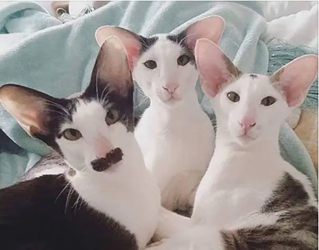 WTF
