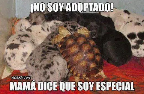 Si no te ries con estas imagenes denuncia rufian Salu2