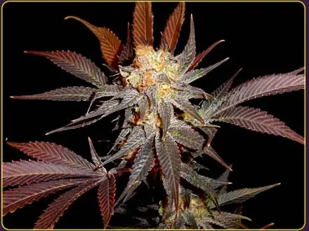 cannabis medicinal