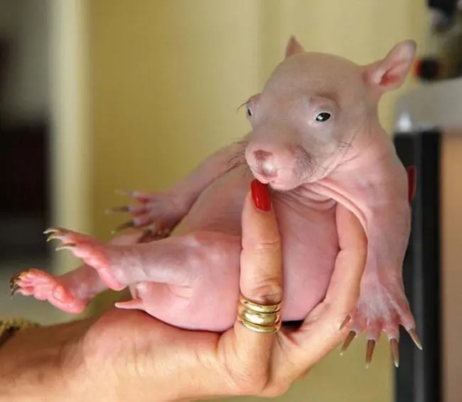 animales tiernos