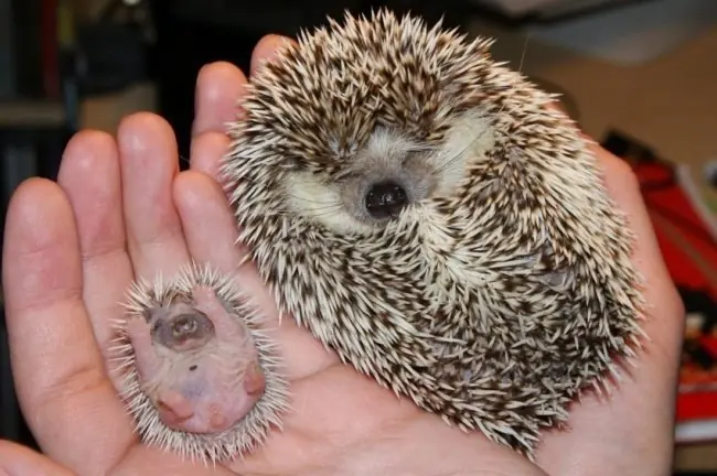 15 animales que seguramente nunca habías visto recién nacido