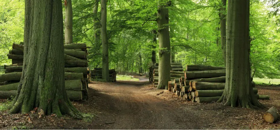 Datos interesantes que tal vez no sabias sobre los bosques