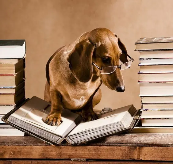 Salchi Pensamientos Dachshund Libro 6 sección Argentina D