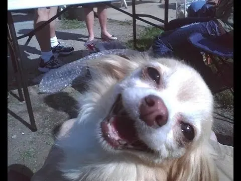 perruno
