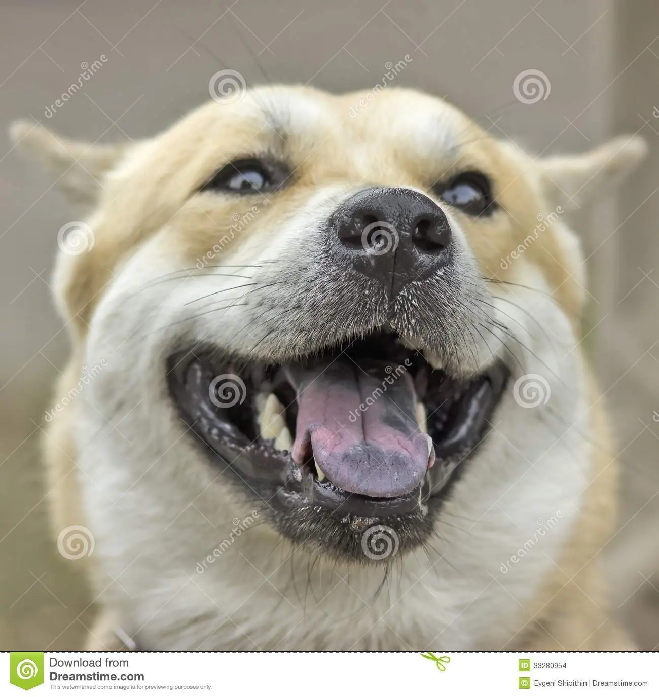 perros