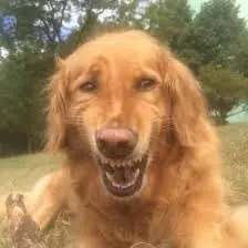 perruno
