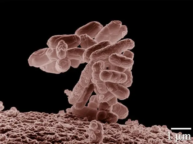 Convierten bacterias en "grabadoras genómicas"