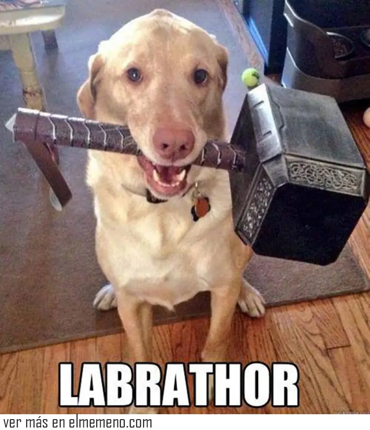 Humor perruno para este viernes [80 imagenes]