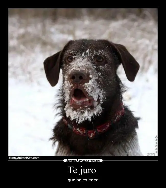 Humor perruno para este viernes [80 imagenes]