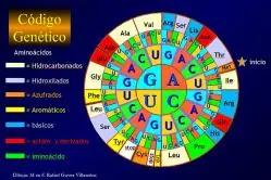 inteligencia masculina y femenina