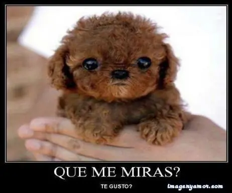 Humor perruno para este viernes [80 imagenes]