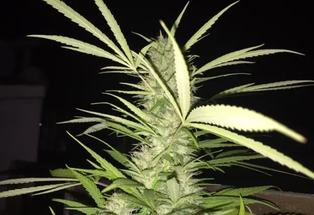 Harvard: la marihuana no causa esquizofrenia
